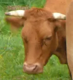 Stier.webp