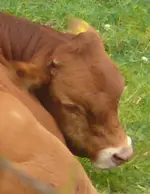 Kalb helbraun.webp
