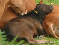 Kalb braun schläft.webp
