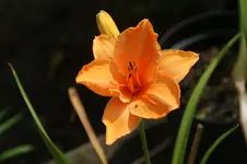 Look once Again+.webp