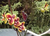 DSC03720 - 2013-05-10 - phalaenopsis.webp