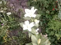Foto1016.webp