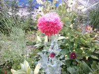 Foto1017.webp