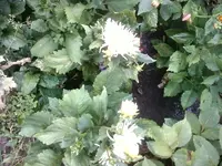 Foto1021.webp