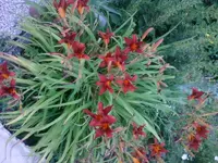 Foto1031.webp