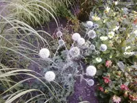 kugeldistel1.webp