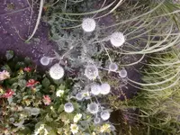 kugeldistel2.webp