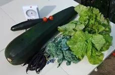 Riesenzucchini.webp