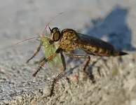 DSC_6481_Raubfliege_frisst_Blattlaus.webp