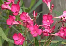 dunkelpink Oleander 130724.webp