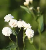 Achillea ptarmica.webp