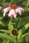 Echinacea 130726_2.jpg