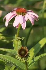 Echinacea 130726_2.webp