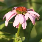 Echinacea 130726.jpg