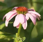 Echinacea 130726.webp