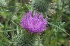 2013_0725Sommer0071.webp