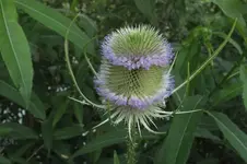 2013_0725Sommer0073.webp