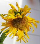 geknickte Sonnenblume2_600.JPG