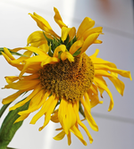 geknickte Sonnenblume2_600.webp