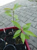 CIMG8577.webp