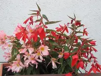 016.webp