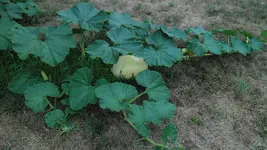 SAM_1860.webp