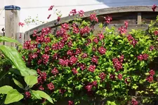 Purpurea Elegans in voller Blüte_1024.webp
