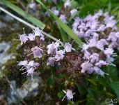 P1020590.webp