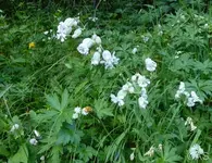 P1020619.webp