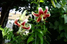 2013 rosen + lilien 074.webp