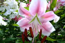 2013 rosen + lilien 075.webp