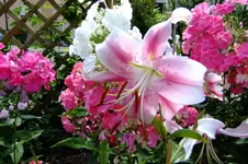 2013 rosen + lilien 076.webp