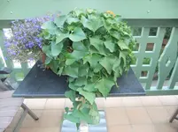 DSCF9076.webp