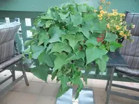 DSCF9077.webp