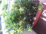 20130727_124413.jpg