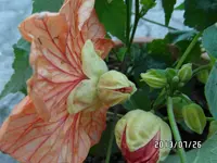 SAM_0254.webp