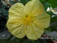 SAM_0255.webp