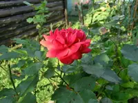 CIMG4333.webp