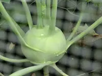 CIMG4342.webp