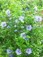 CIMG4338.webp