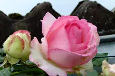 2013 rosen + lilien 048.webp