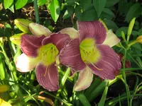 friendly persuasions2_1024x768.webp