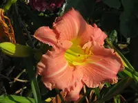 joyfull ocasions_1024x768.webp