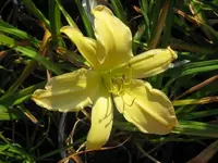 mormon spider2_1024x768.webp
