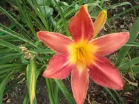 Kings Cloak.webp
