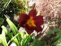 Little Joy.webp