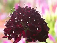008.webp