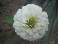 Zinie weiß.webp