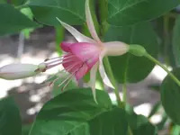 Fuchsie4.webp