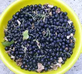 Johannisbeeren Ernte.webp